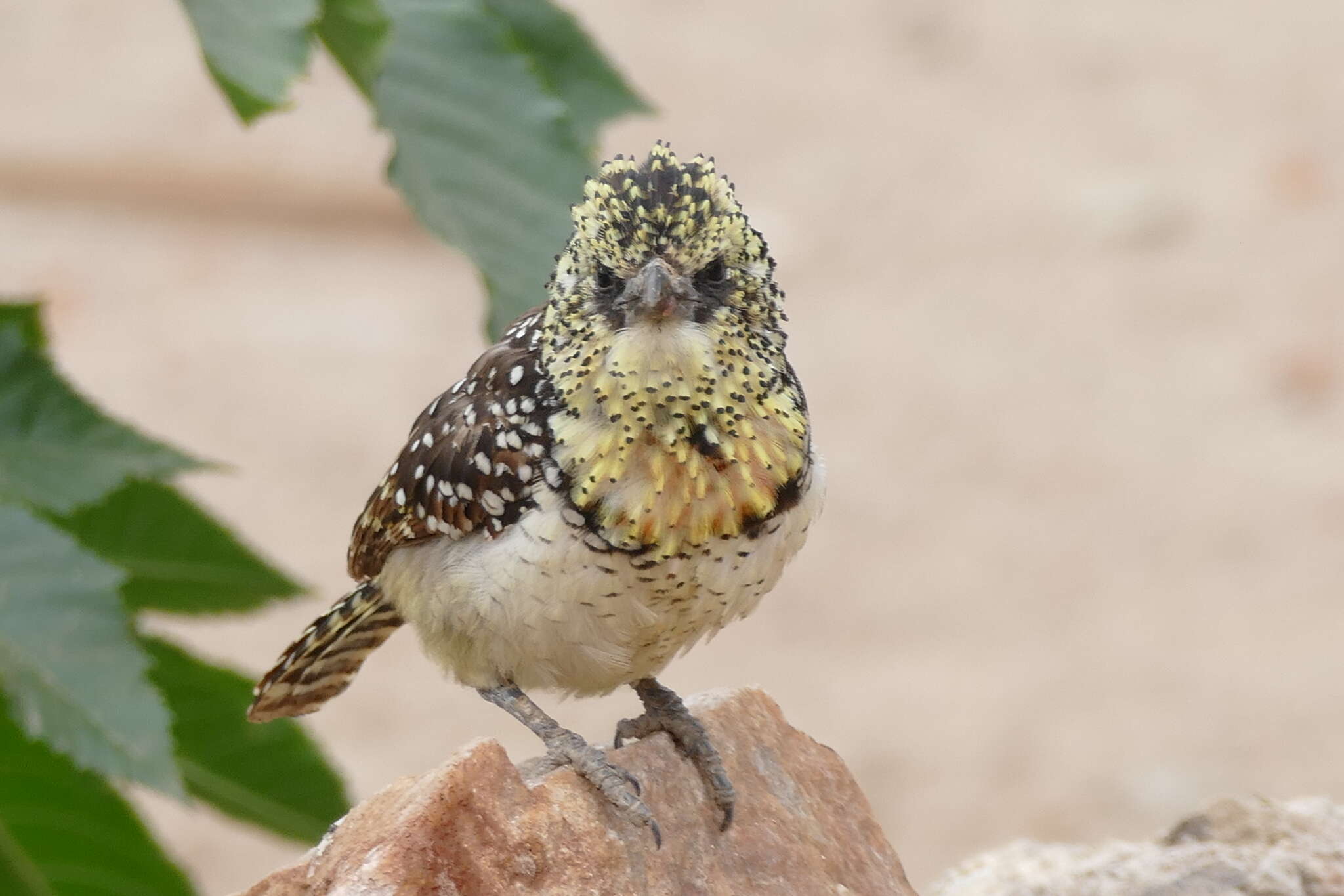 Image of D'Arnaud's Barbet