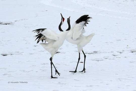 Image of Japanese Crane