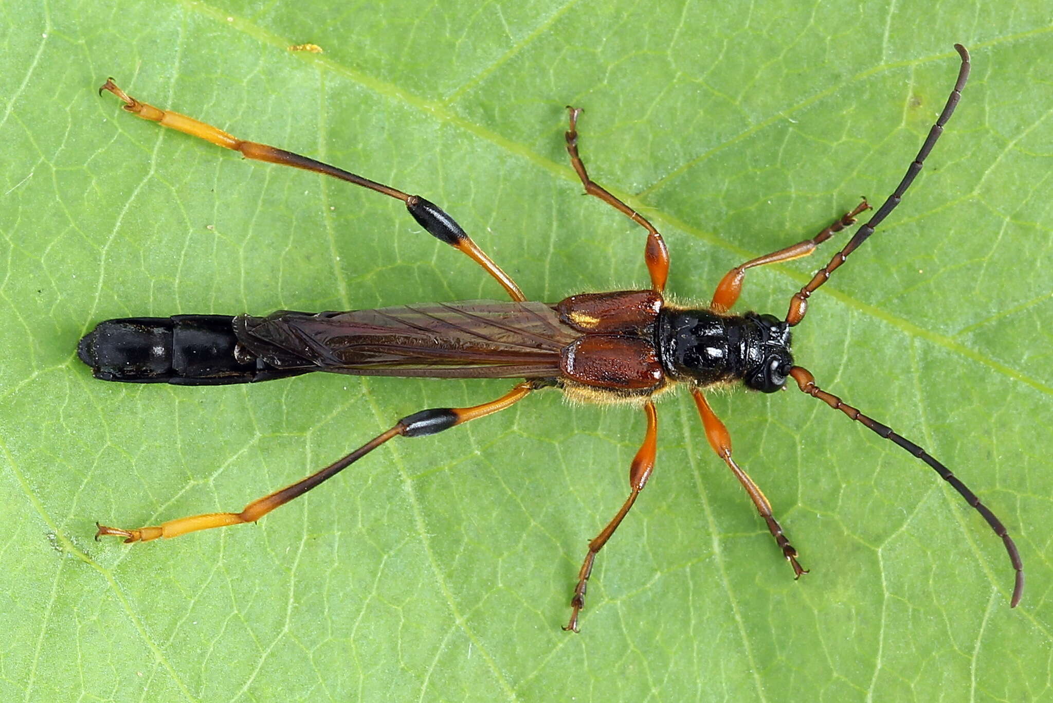 Image of Necydalis major Linné 1758