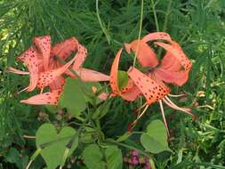 Image of Tiger lily