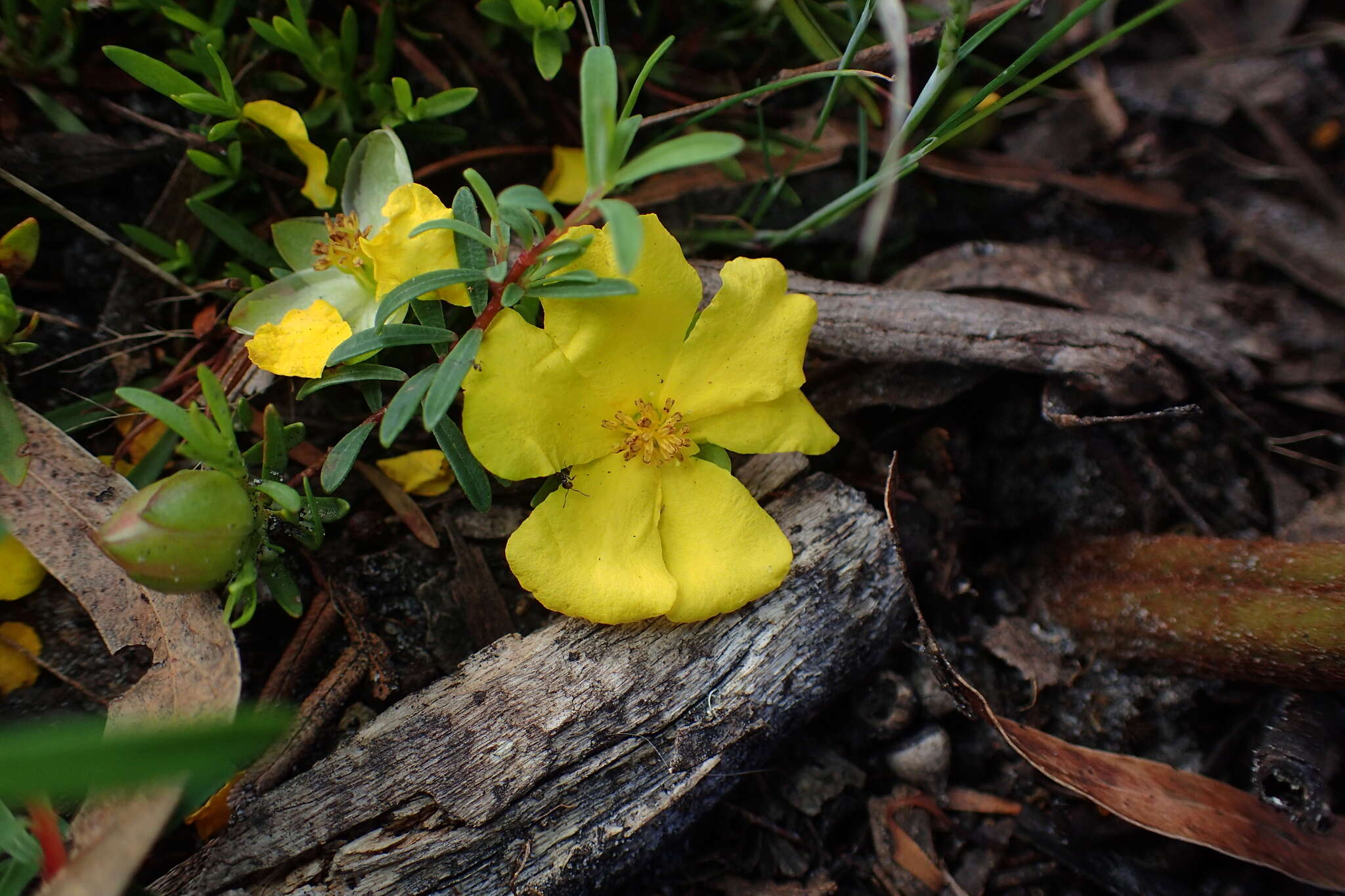 Image of Hibbertia procumbens (Labill.) DC.