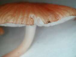 Sivun Mycena roseilignicola Corner 1994 kuva