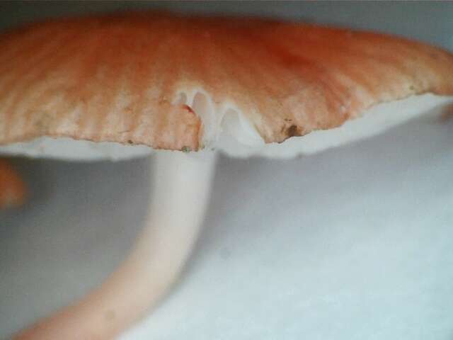 Sivun Mycena roseilignicola Corner 1994 kuva