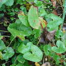 Image of Caltha palustris var. membranacea Turcz.