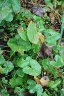 Image de Caltha palustris var. membranacea Turcz.