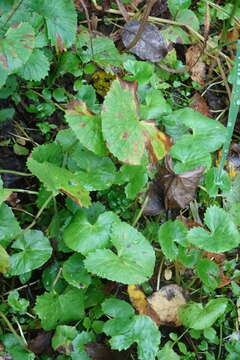 Слика од Caltha palustris var. membranacea Turcz.