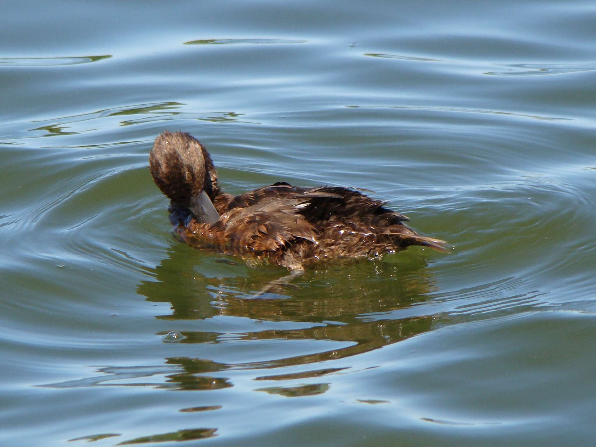 Image of New Zealand Scaup