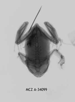 Image of Rusty Forest Treefrog