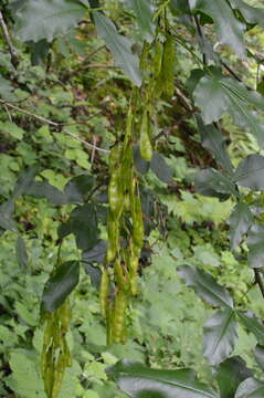 Image of Alpine Laburnum