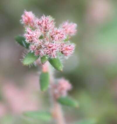 Image of Leucopogon hirsutus Sond.