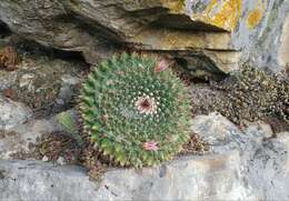 Image of Mammillaria roseoalba Boed.