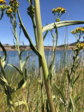 Image of water ragwort