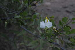 Image de Cadaba mirabilis Gilg