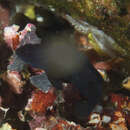 Image of Midnight dottyback
