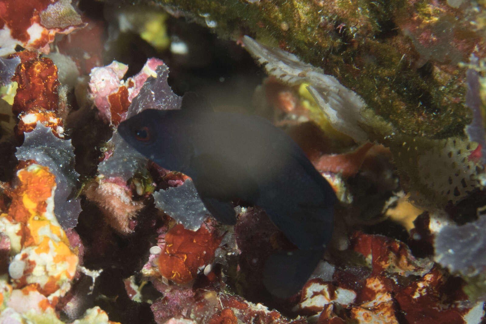 Image of Midnight dottyback