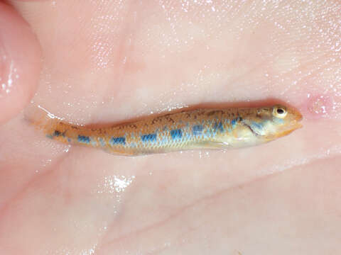 Image of Bluegrass darter