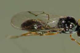 Image of <i>Anacharis zealandica</i>