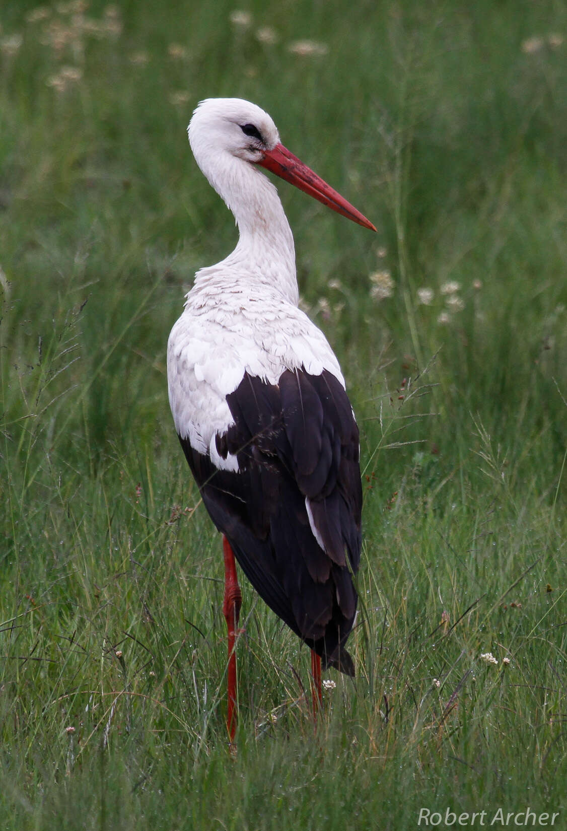 Ciconia ciconia ciconia (Linnaeus 1758) resmi