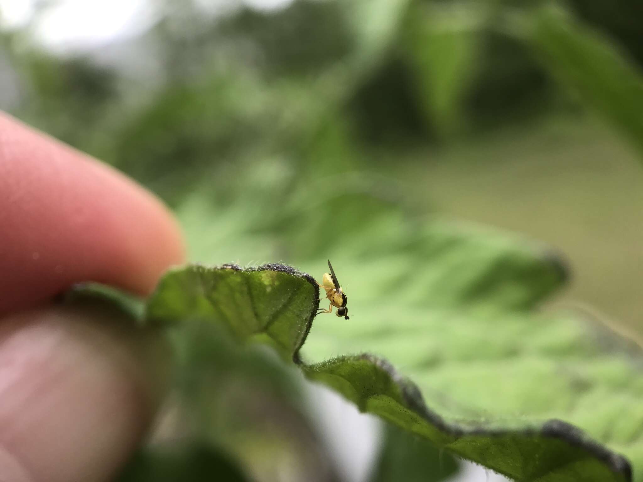 Image of Chloropid fly