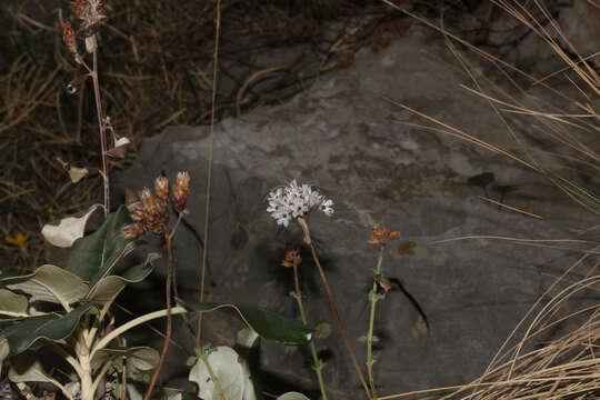 Image of Allium callimischon Link