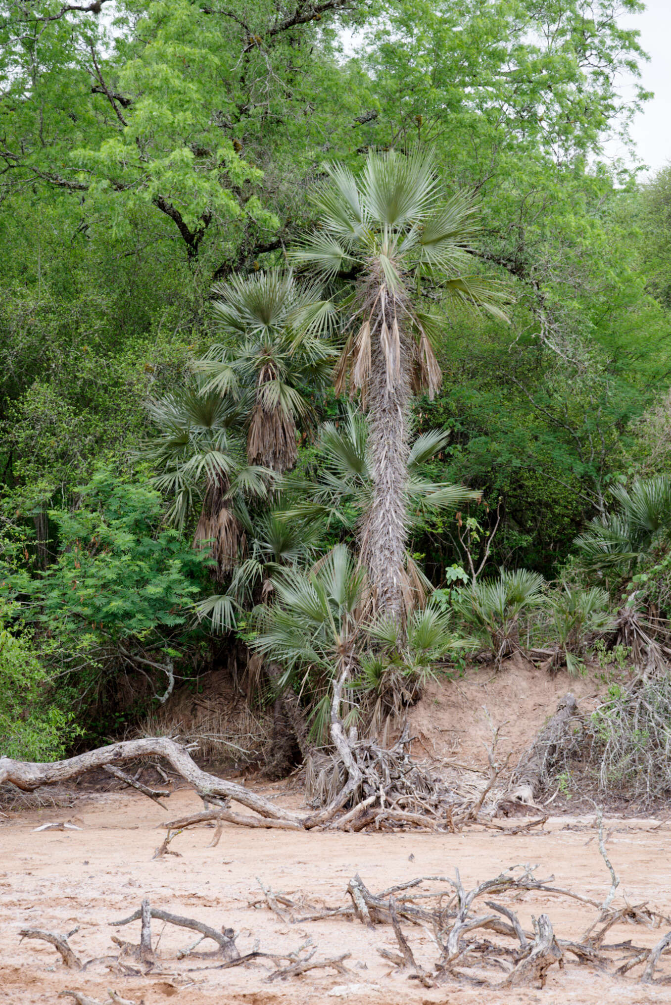 Plancia ëd Trithrinax schizophylla Drude