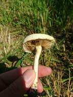 Image of Agrocybe molesta (Lasch) Singer 1978