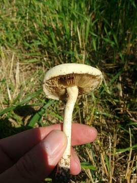 Image of Agrocybe molesta (Lasch) Singer 1978