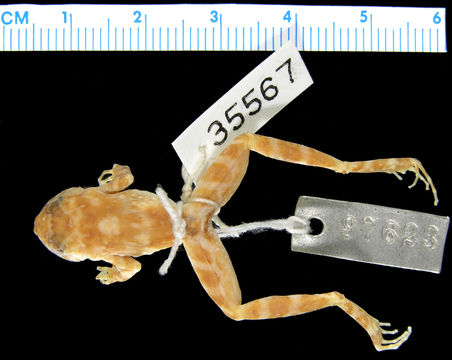 Image of <i>Thoropa lutzi</i> Cochran 1938
