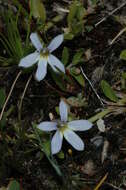 Image of Lobelia pratioides Benth.