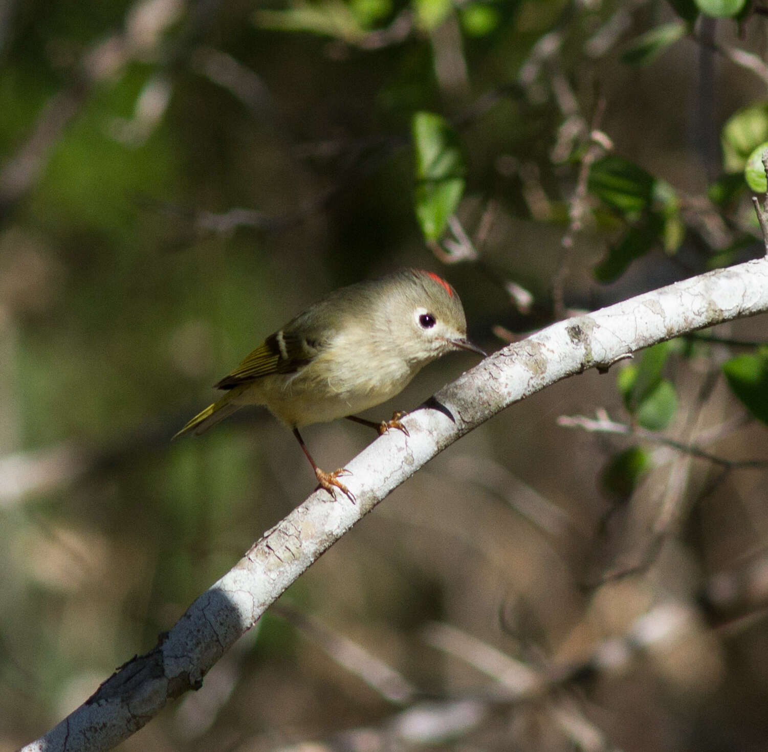 Image of Ruby-crowned Kinglet