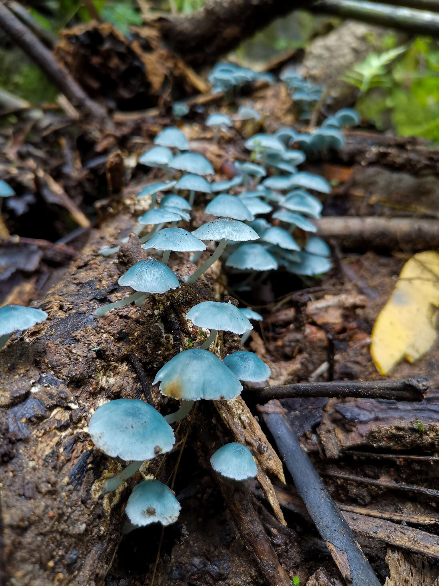 Clitocybula azurea Singer 1973 resmi