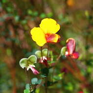 Image of Bossiaea cordigera Hook. fil.