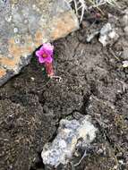 Image of hairy stonecrop