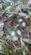 Image of star chickweed