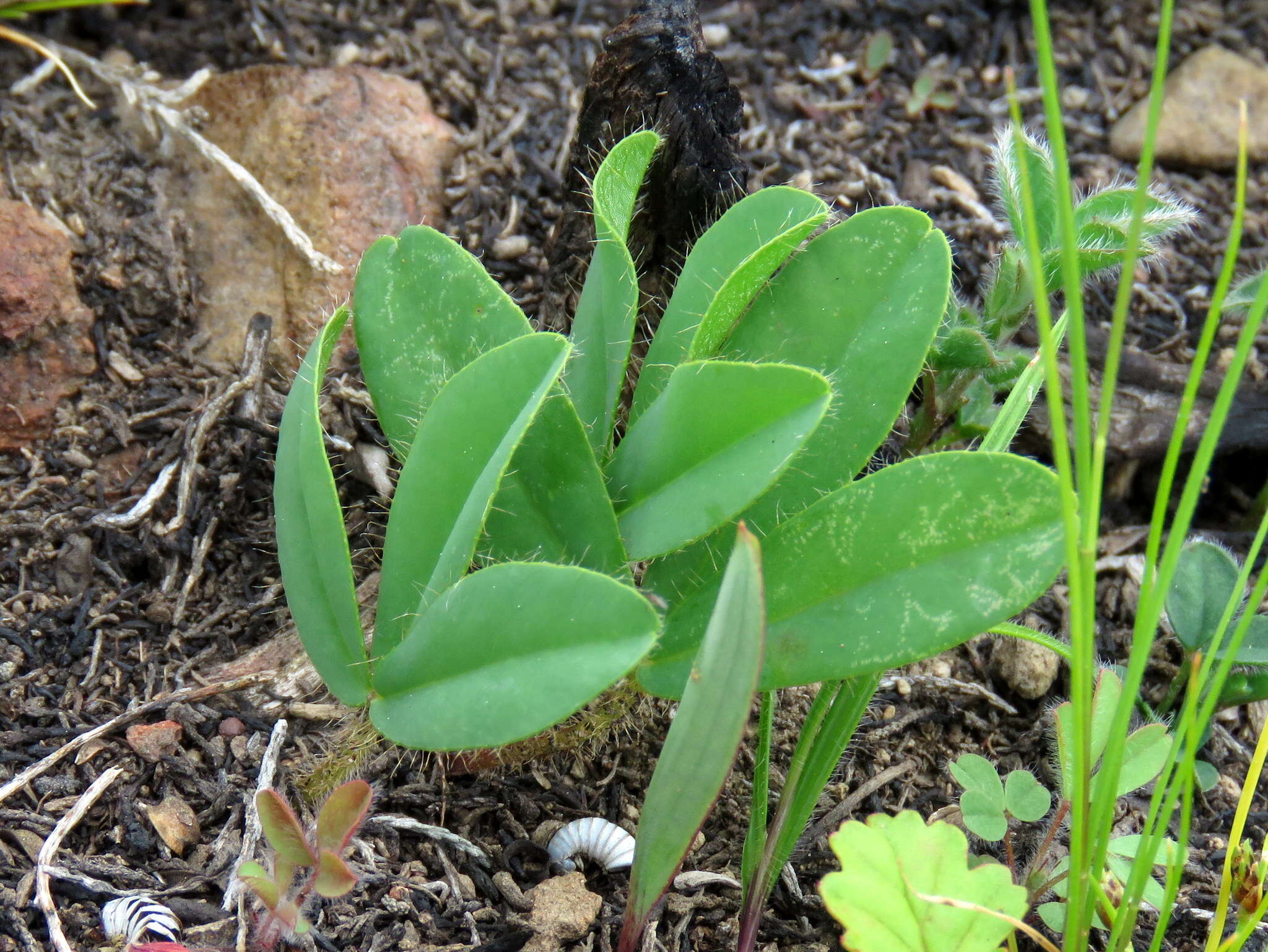 Image of Oxalis eckloniana var. sonderi Salter