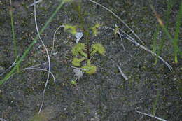 Drosera gunniana的圖片