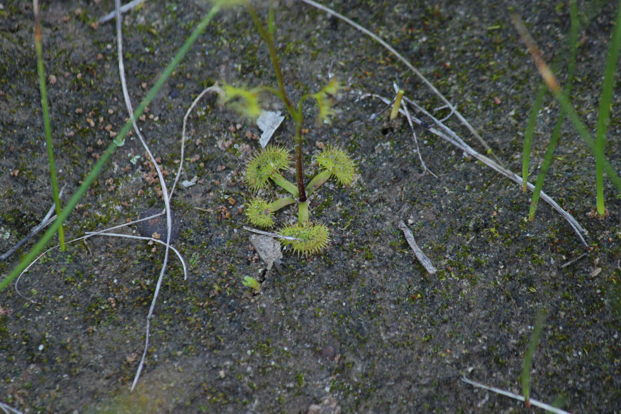 Drosera gunniana的圖片