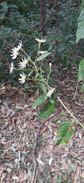 Olearia nernstii F. Müll. resmi