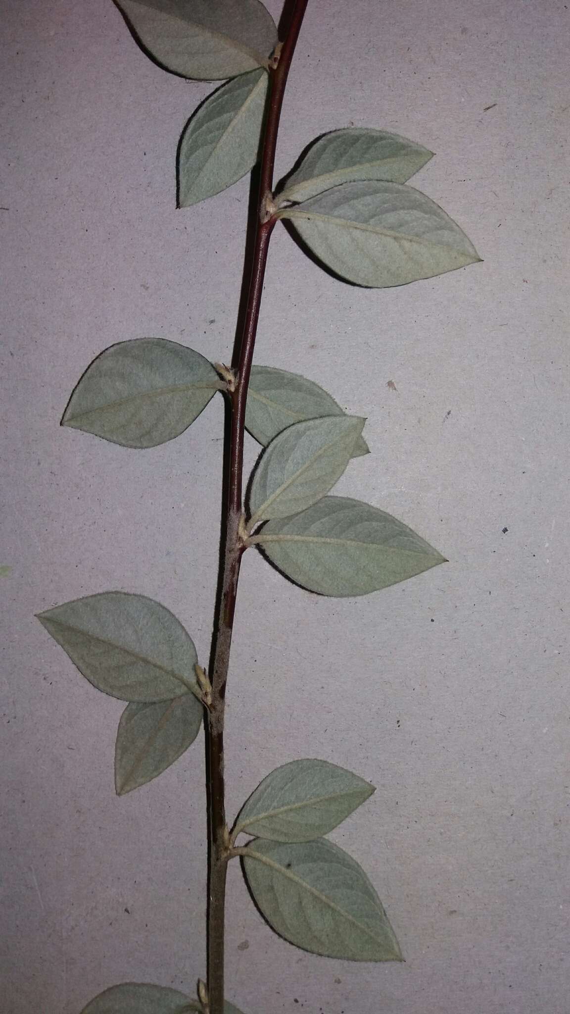 Image of orange cotoneaster