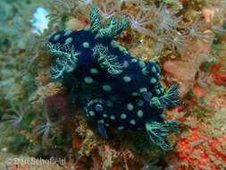 Image of Green spot black slug