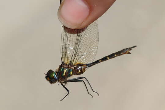 Image of Brush-tipped Emerald