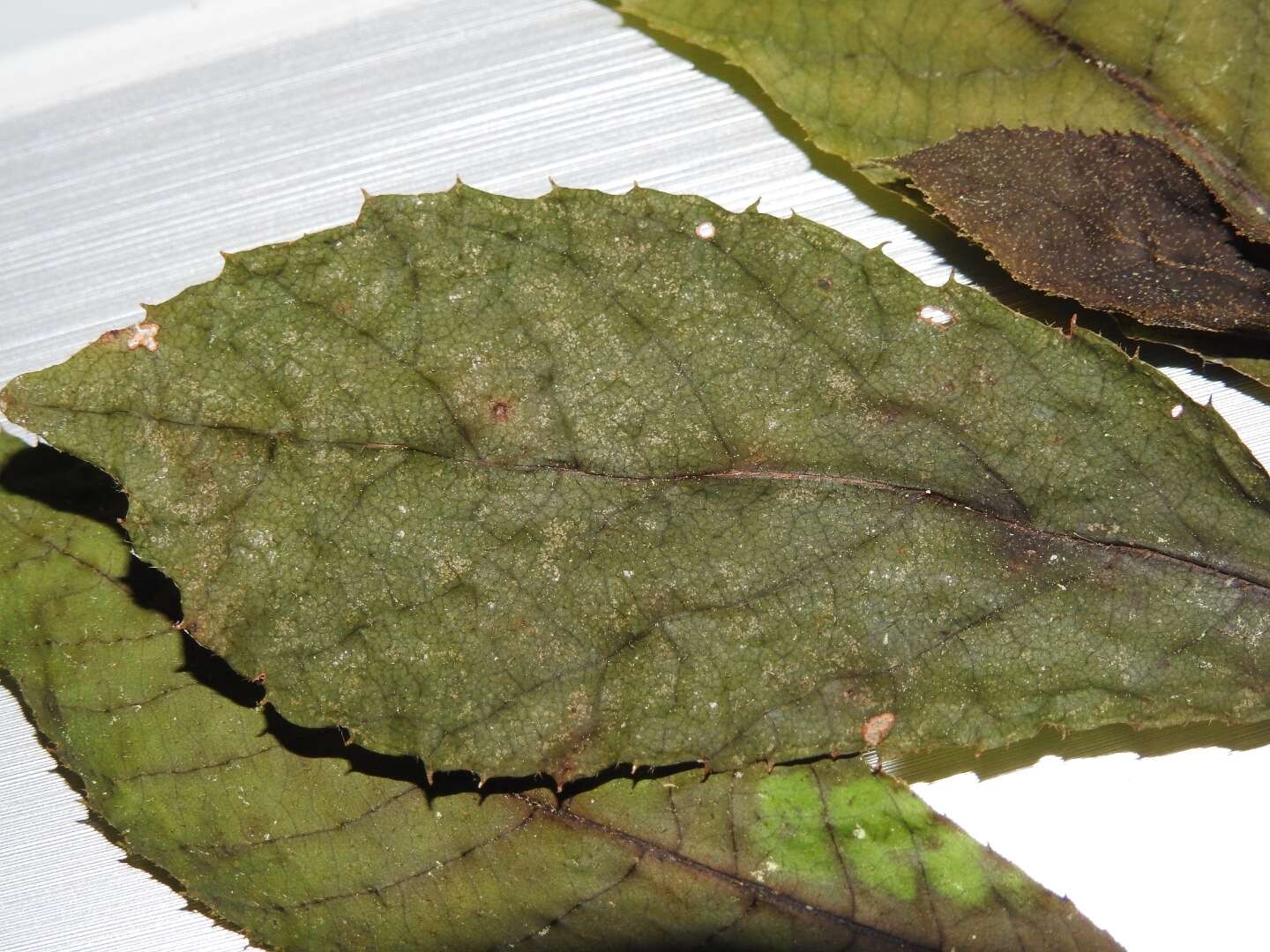 Image of Clethra fragrans L. M. González & R. Delgad.