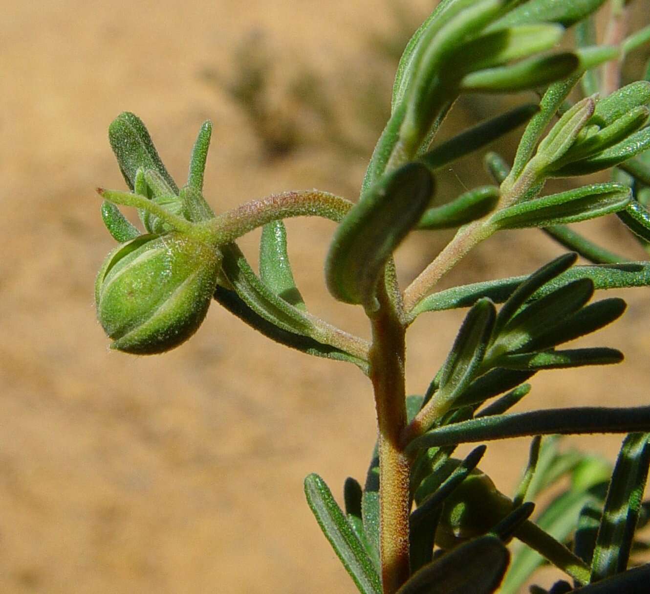 Plancia ëd Hibbertia hypericoides subsp. septentrionalis K. R. Thiele & Cockerton