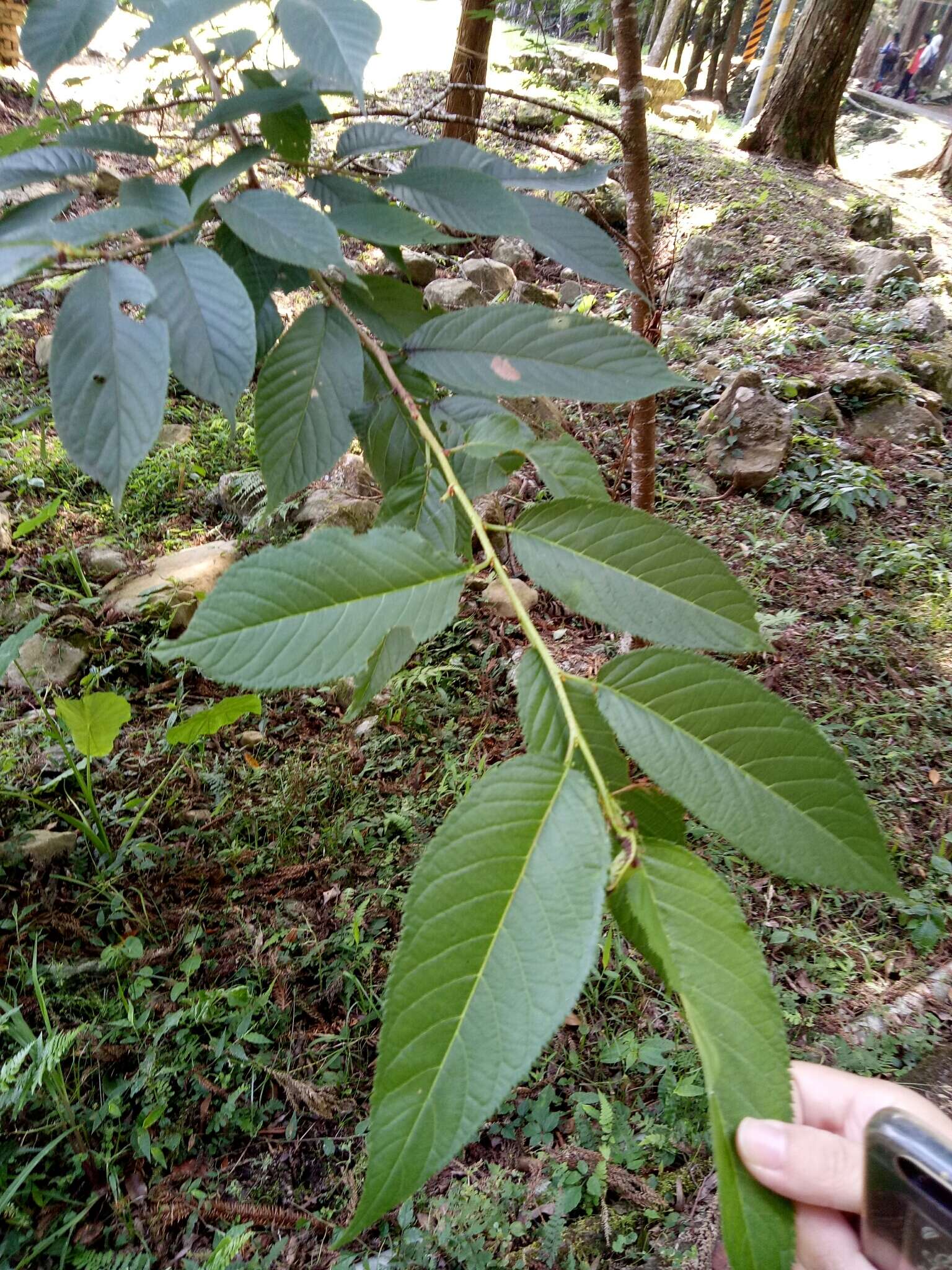 山櫻花的圖片