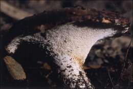 Image de Laccocephalum tumulosum (Cooke & Massee) Núñez & Ryvarden 1995