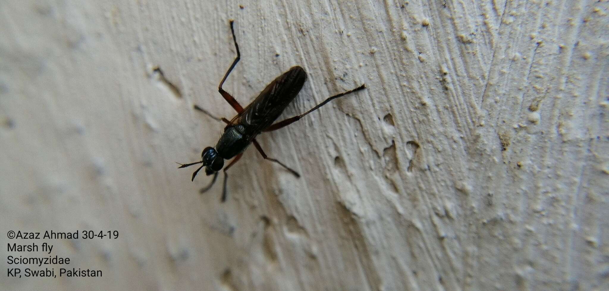 Image of Sepedon sphegea (Fabricius 1775)