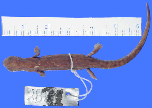 269.a3894 b savagei p d jpg.580x360
