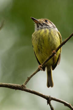 Image of Eared Pygmy Tyrant