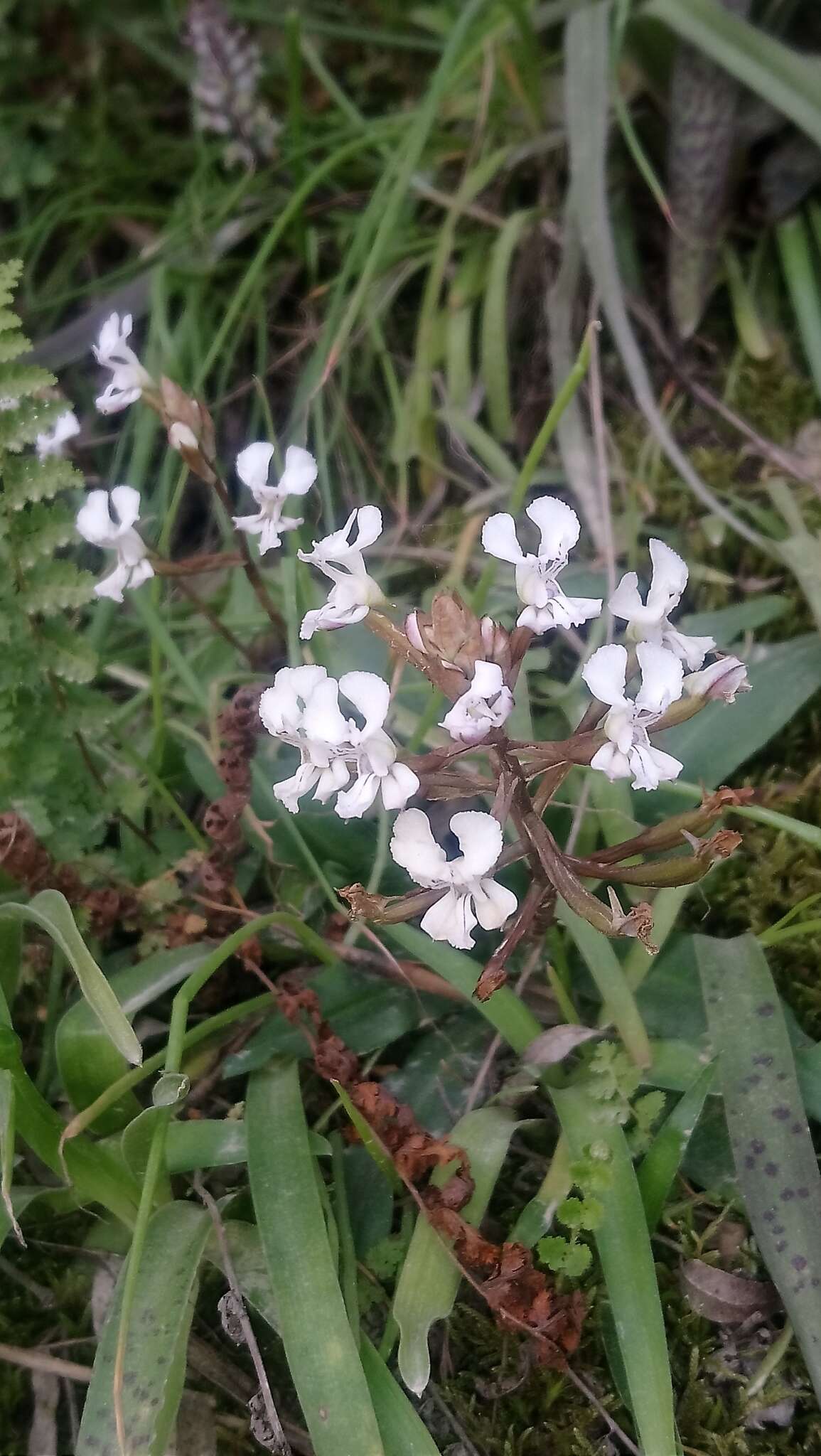 Image of Disa sagittalis (L. fil.) Sw.