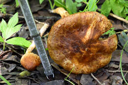 Image of Inocybe cinnamomea A. H. Sm. 1941